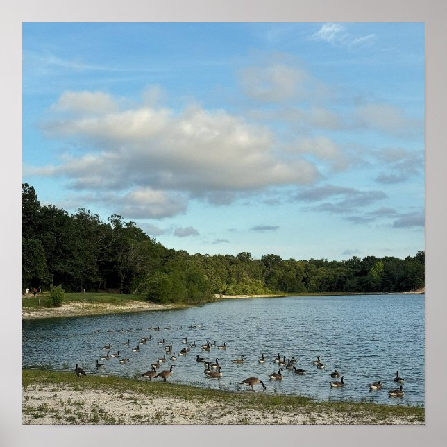 Gansos do Canadá em Poster de Lago (Frente)