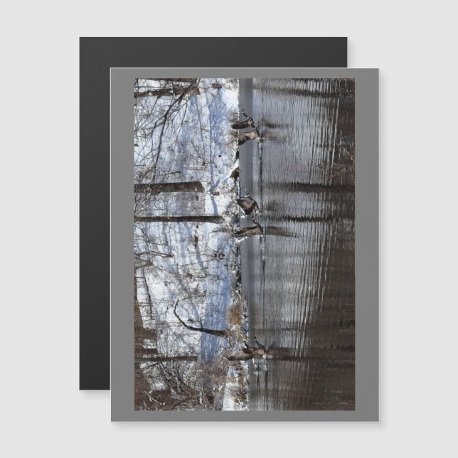 Gansos Levantando Água (Frente/Verso)