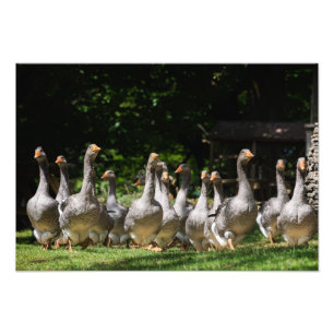 Gansos no impressão da foto de Dordogne