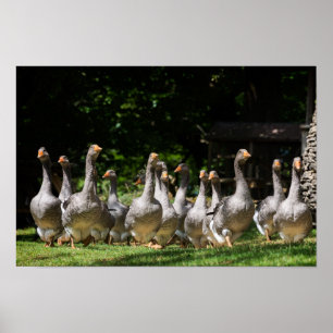 Gansos no impressão do poster de Dordogne