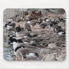 Gansos no Parque Mouse Pad