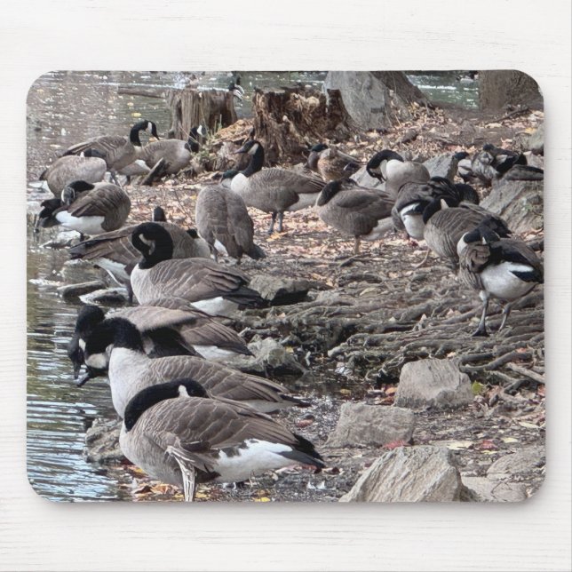 Gansos no Parque Mouse Pad (Frente)
