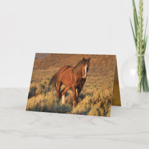 Garanhão selvagem da azeda no cartão do cavalo