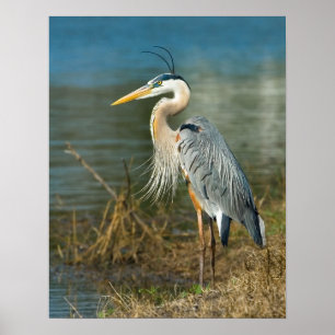 Garça-real de grande azul no impressão da lagoa