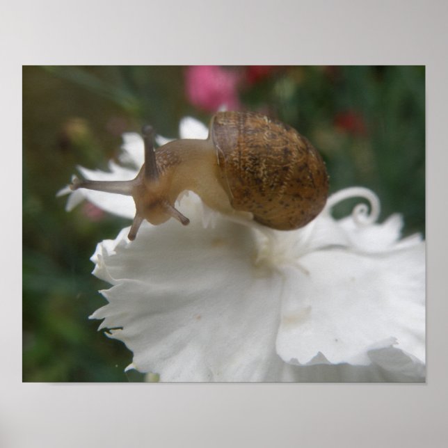 Garden Snail e Impressão do Cravo Branco (Frente)