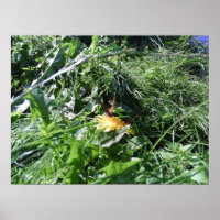 Garden Weeds, Poster Impressão