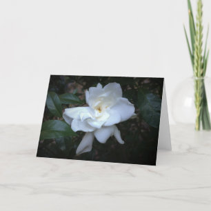 Gardenia, cartão