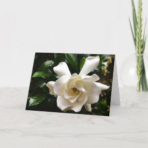 Gardenia, Cartão