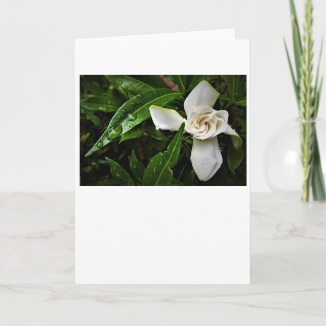 Gardenia, cartão (Frente)