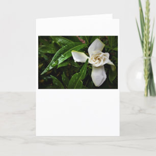 Gardenia, cartão