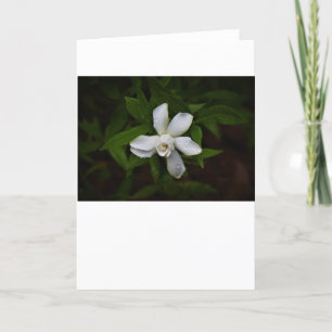 Gardenia, cartão