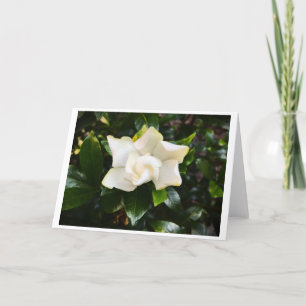 Gardenia, cartão