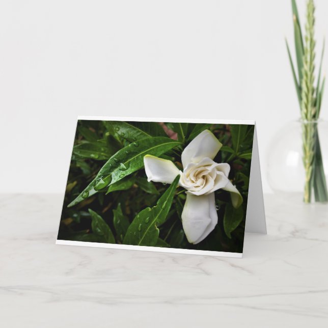 Gardenia, cartão (Frente)