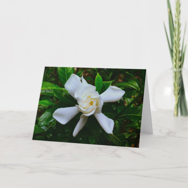 Gardenia, cartão (Frente)