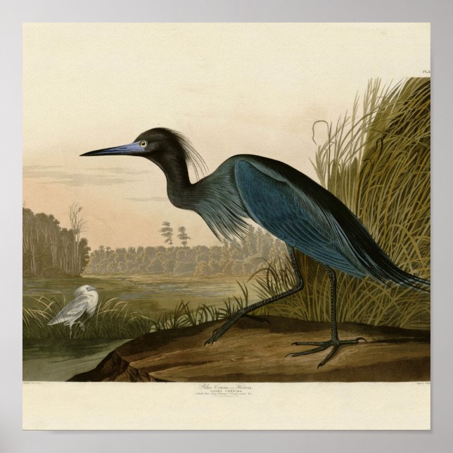 Garfça-azul Garça Audubon Impressão Arte Costeira (Frente)
