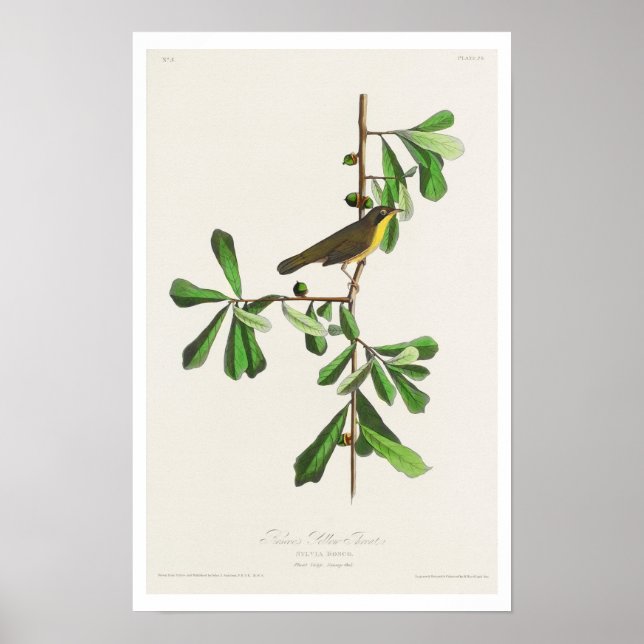 Garganta amarela de Roscoe pela Poster de Audubon (Frente)