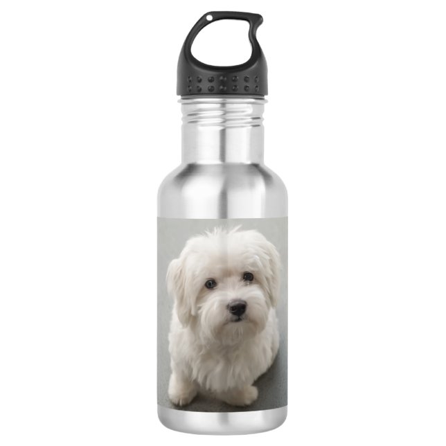 Garrafa Algodão de Tulear Filhote de cachorro de Maisie (Frente)