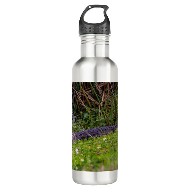 Garrafa Alligator na Viera Wetlands Florida Foto (Frente)