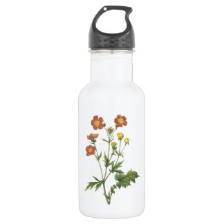Garrafa avens (Geum coccineum) por Redouté