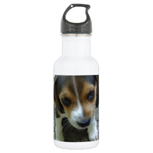 Garrafa Beagle_puppy_6_week.png