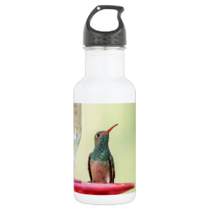 Garrafa Beija-flor-de-barriga-batana no Texas