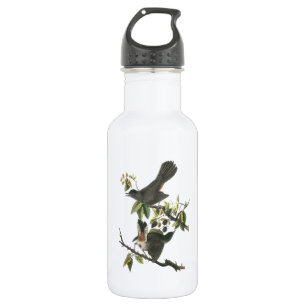 Garrafa Catbird cinzento por Audubon