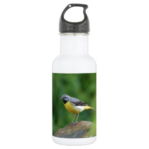 Garrafa Cinza Wagtail - pássaro