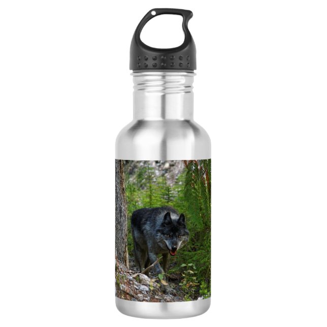 Garrafa Cinza Wolf Stalking in Forest Wildlife Foto (Frente)