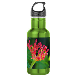 Garrafa Coral Bush na floração