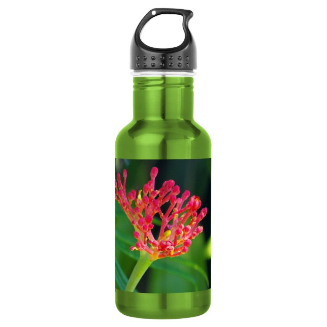 Garrafa Coral Bush na floração (Frente)
