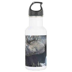 Garrafa Lobos Florestas Natureza País Paz