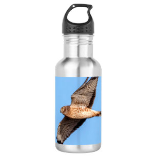 Garrafa Norte Harrier em voo