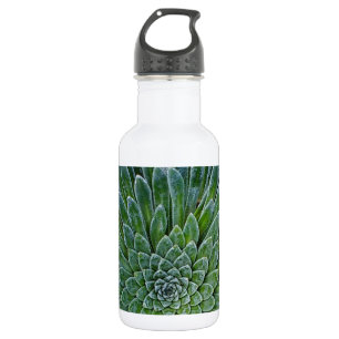 Garrafa Planta de deserto do Succulent