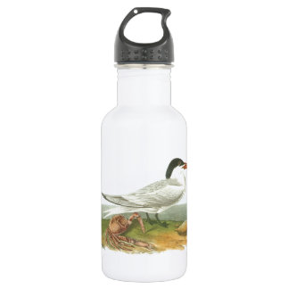 Garrafa Royal Tern por Audubon