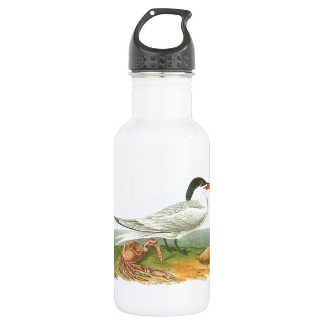 Garrafa Royal Tern por Audubon (Frente)