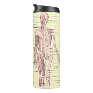 Garrafa Térmica Diagrama Médico Educativo da Anatomia Humana