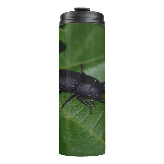 Garrafa Térmica Dorcus parallelipipedus , o escaravelho inferior (Frente)