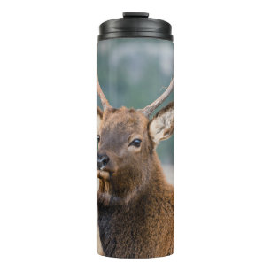 GARRAFA TÉRMICA  ELK NO PARQUE NACIONAL DA MONTANHA DE ROCKY - ELK 