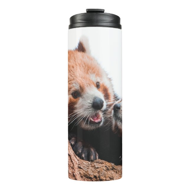 GARRAFA TÉRMICA  FAMÍLIA DE URSOS CUTA KOALA (Frente)