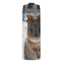 Quokka - Animal Cute na Praia Austrália Azul