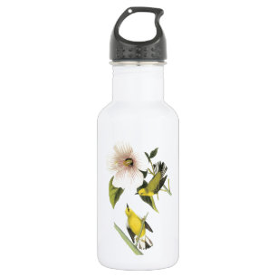 Garrafa Warbler de asa azul de Audubon