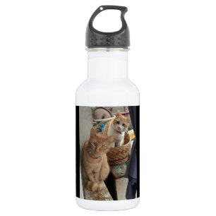garrafas de água para gatos gengibres