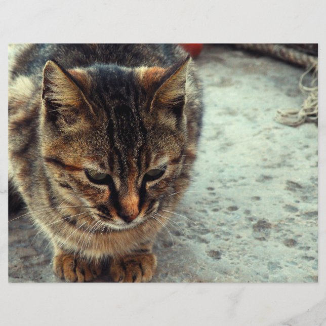 Gatinho (Frente)