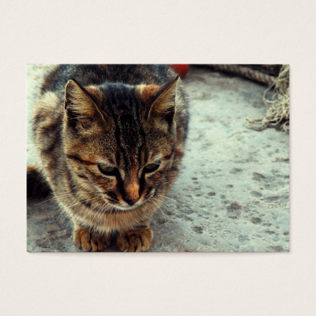 Gatinho (Frente)