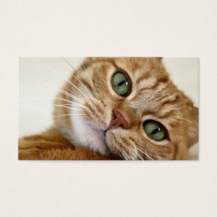 Gatinho alaranjado grande