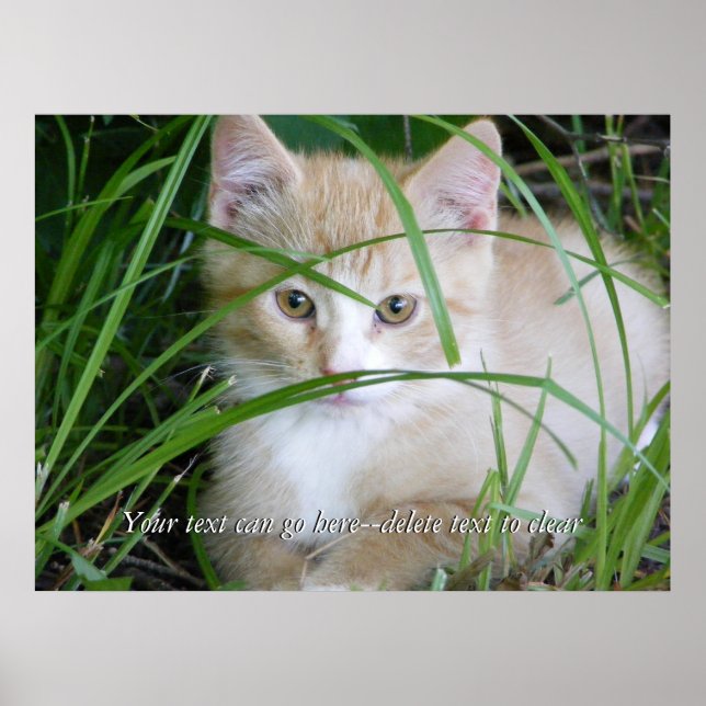 Gatinho Amarelo na Poster de Grama Alta (Frente)