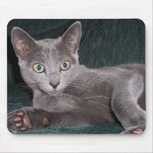 Gatinho azul Mousepad do russo