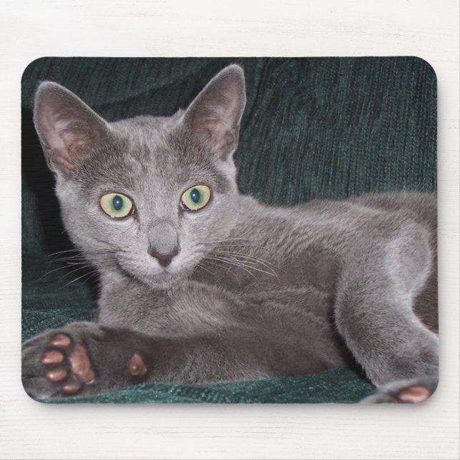 Gatinho azul Mousepad do russo (Frente)
