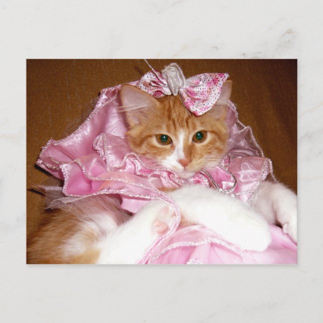 Gatinho Bonito de Rosa Cartão Postal (Frente)