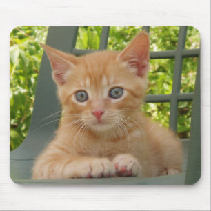 Gatinho Dax Mousepad